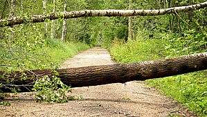 Baum Sturmschaden