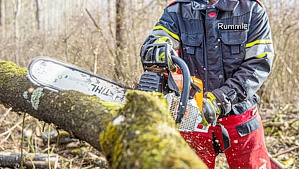 Baum Motorsäge